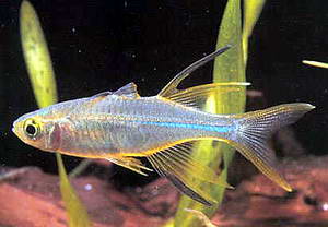 TELMATHERINA LADIGESI